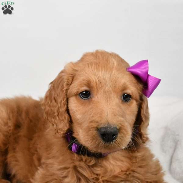 Cupcake, Goldendoodle Puppy